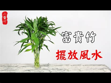 四支富貴竹|富貴竹風水擺放指南：化煞招財，打造吉祥家居 